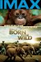 Nonton Born to Be Wild (2011) Subtitle Indonesia