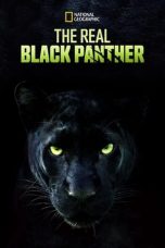 Nonton The Real Black Panther (2020) Subtitle Indonesia